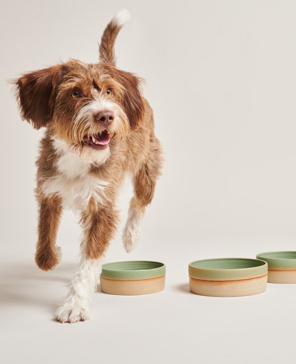 A dog eagerly approaches three bowls on a white background, ready to satisfy its hunger.