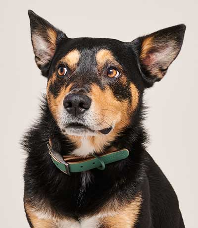 PAWNESS POOP BAGS