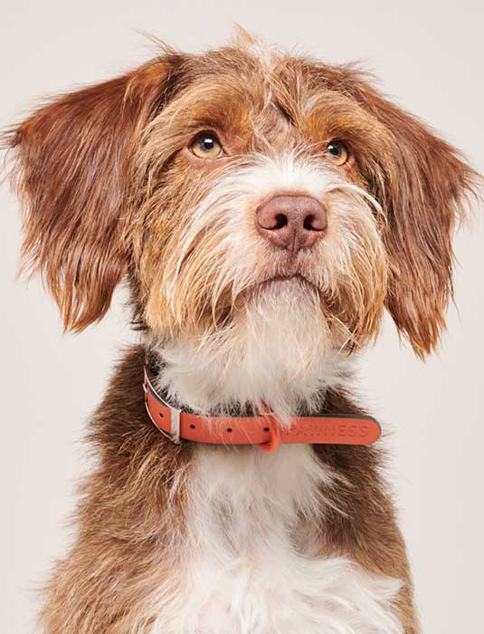 Image of Shop Pawness BO