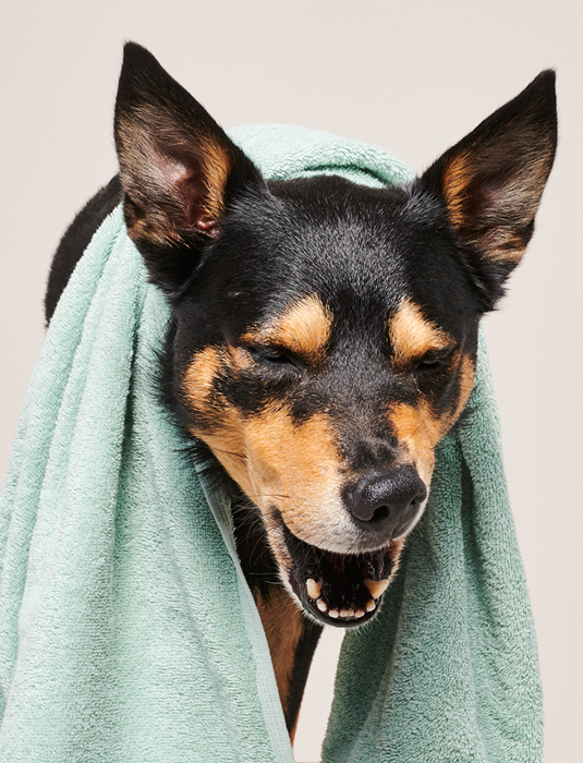 PAWNESS ALL NATURAL DOG GROOMING PRODUCTS