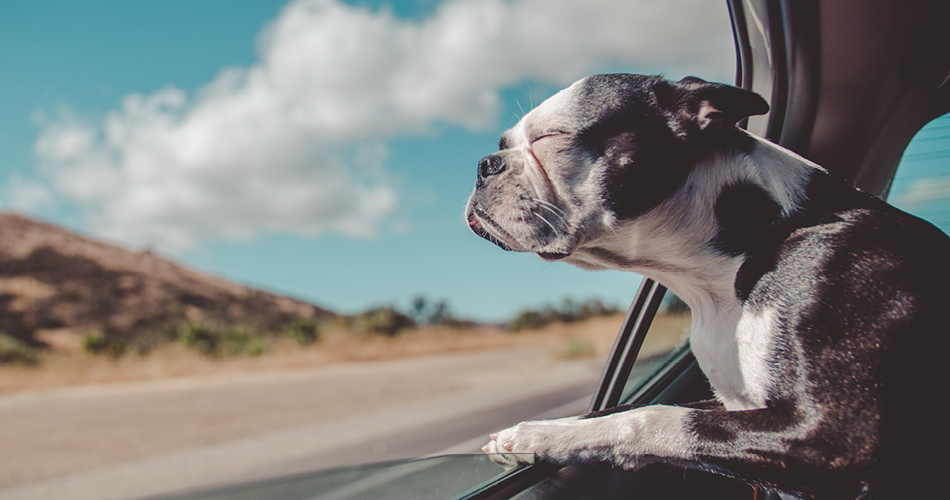 10 things about dogs