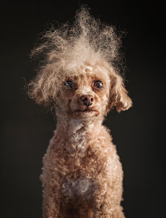 IMAGE FROM THE BOOK THE YEAR OF THE DOGS