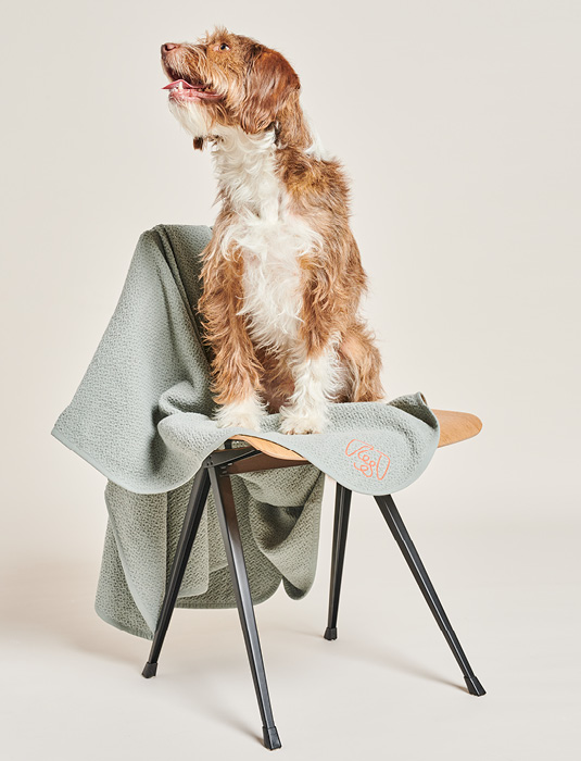 DOG ON CHAIR WITH BLANKET