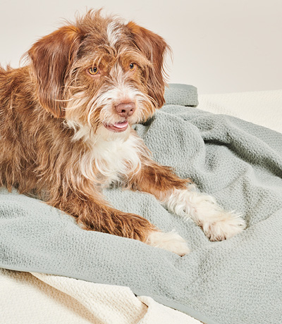 DOG ON BLANKET