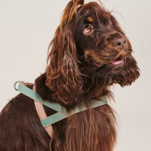 A dog wearing a harness with a green leash, ready for a walk.