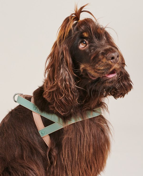 A dog wearing a harness with a green leash, ready for a walk.