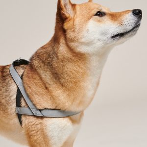 A dog wearing a harness on a white background.