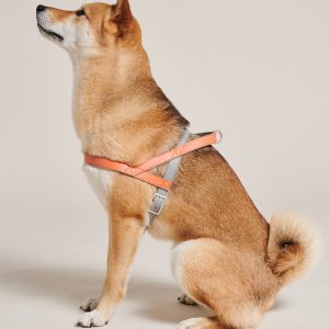 A dog wearing a harness and looking up.