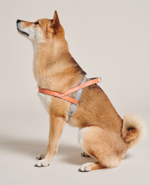 A dog wearing a harness and looking up.