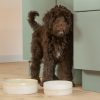 A brown dog standing next to two bowls, one empty and one filled with water.