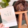 A dog sitting in a chair with a "sit and stay" card.