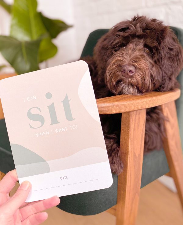 A dog sitting in a chair with a "sit and stay" card.