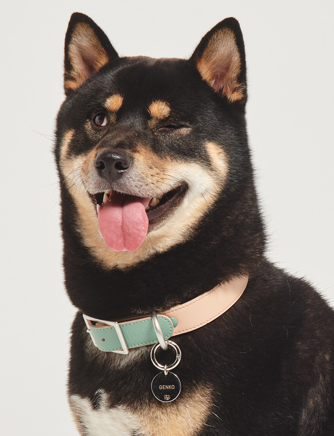 A dog with a collar and tag, ready to be identified.