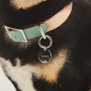 Shop Online Dog Essentials - Pawness