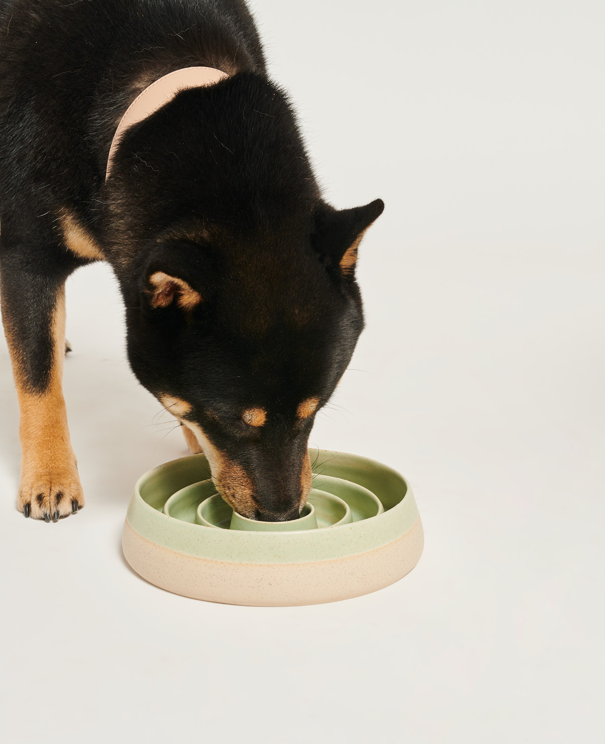 Slow Feeders for Dogs • Petmania • Ireland's Pet Experts