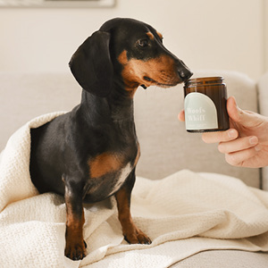 A dog sitting on a couch next to a jar of honey.
