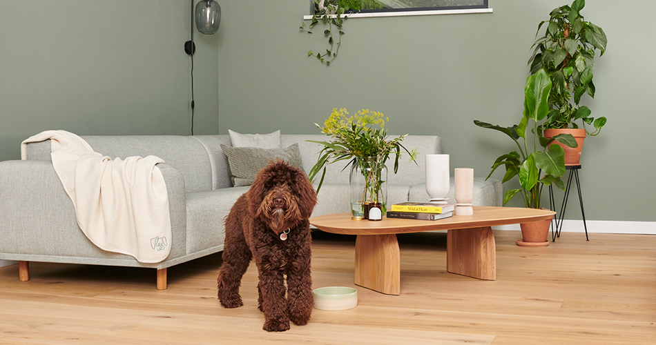 List Of Dog Friendly House Plants - Pawness