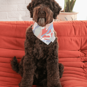 A cute dog with a bandana sitting on a red couch.