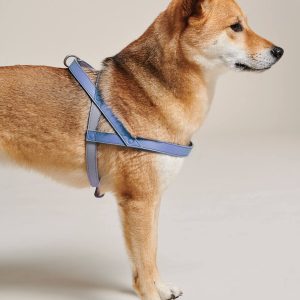 A dog in a harness with a green leash.