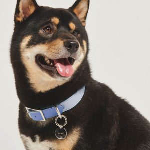 A black and tan dog with a blue collar.