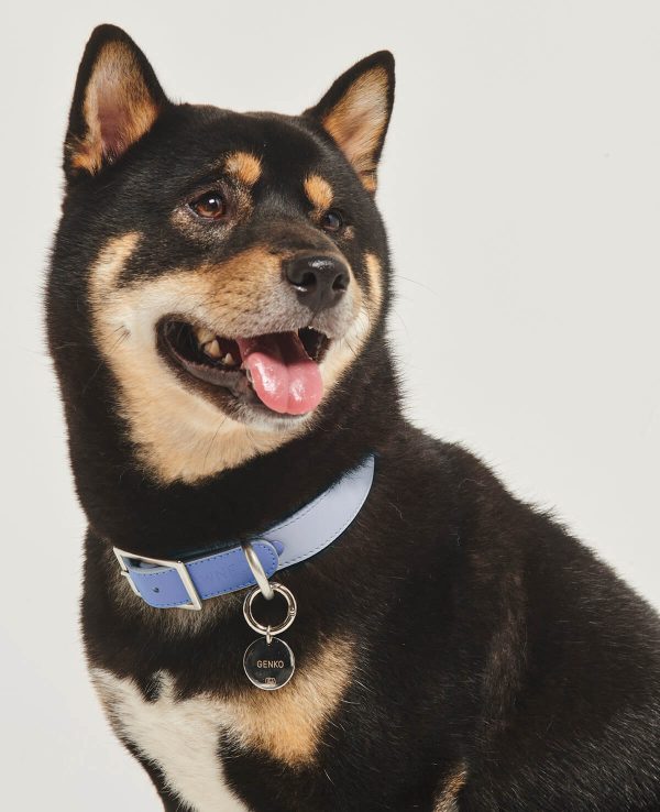 A black and tan dog with a blue collar.