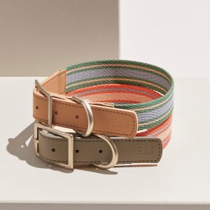 A leather dog collar with a metal buckle, featuring stripes.
