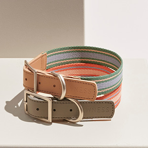 Dog collar with leather buckle and colorful stripe.