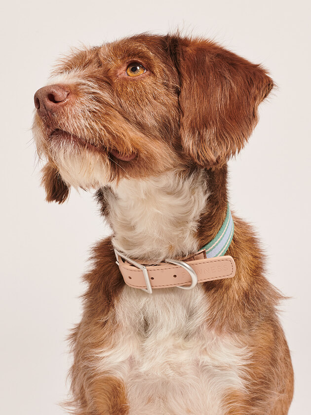 Vegan leather collar for your best buddy that is good for their skin 