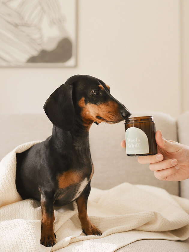 Scented candle for your pup