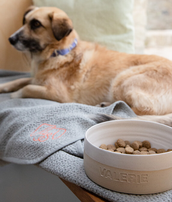 Ceramic bowl with food for your furry friend