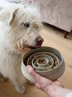 White dog happily eating from a bowl.
