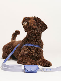 A brown dog with a blue leash around its neck.