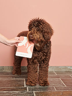A brown dog standing next to a woman holding a pink card.