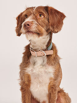 A brown and white dog sitting on a white background.