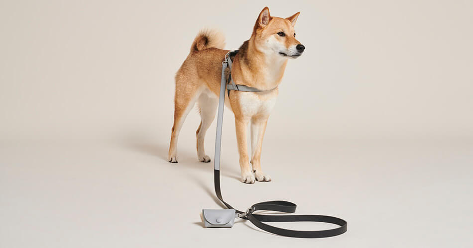 Best shiba hot sale inu harness