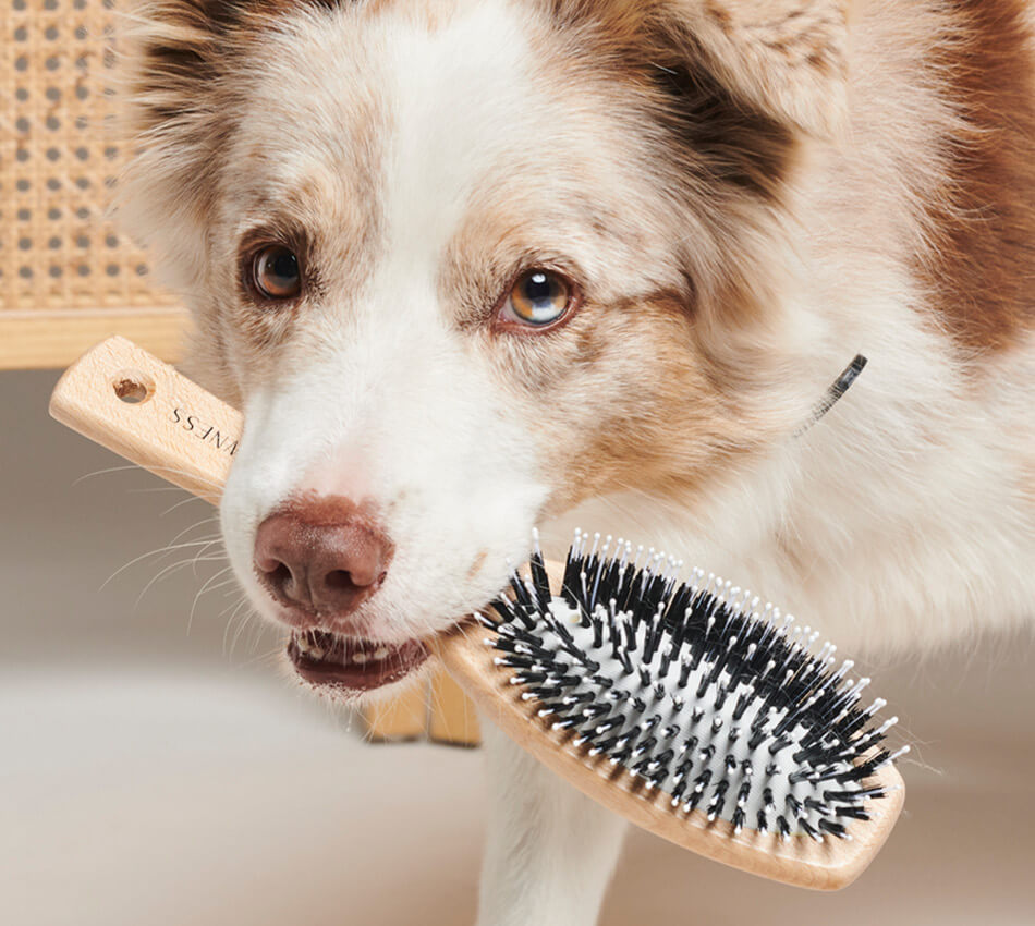 Dog with brush