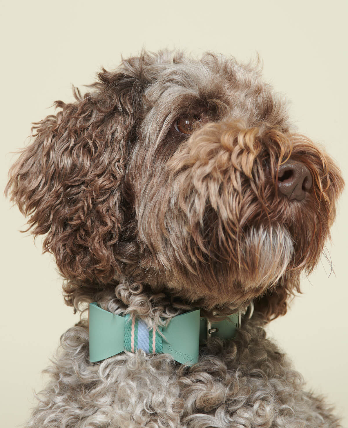 A dog with a blue bow tie around its neck, looking stylish and adorable.