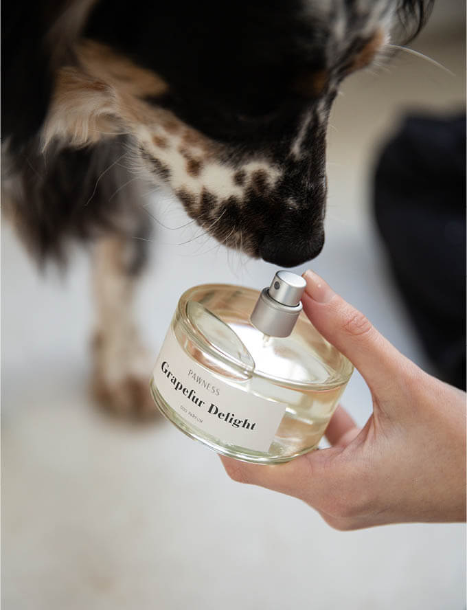 Dog sniffs Dog Perfume Grapefur Delight