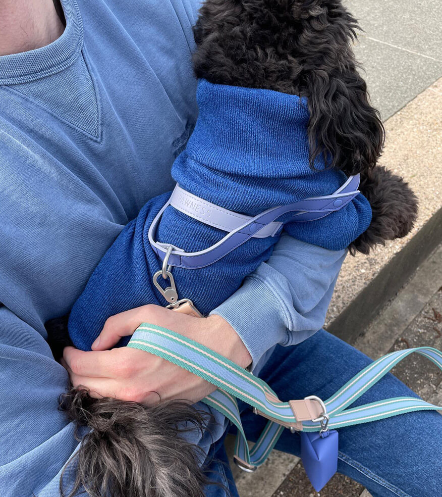A person holding a small black dog in a blue sweater.