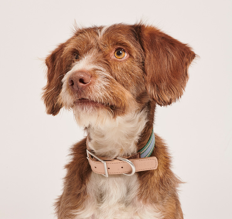 A brown and white dog with a collar around its neck.