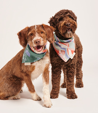 Two dogs with bandanas posing on a white background.