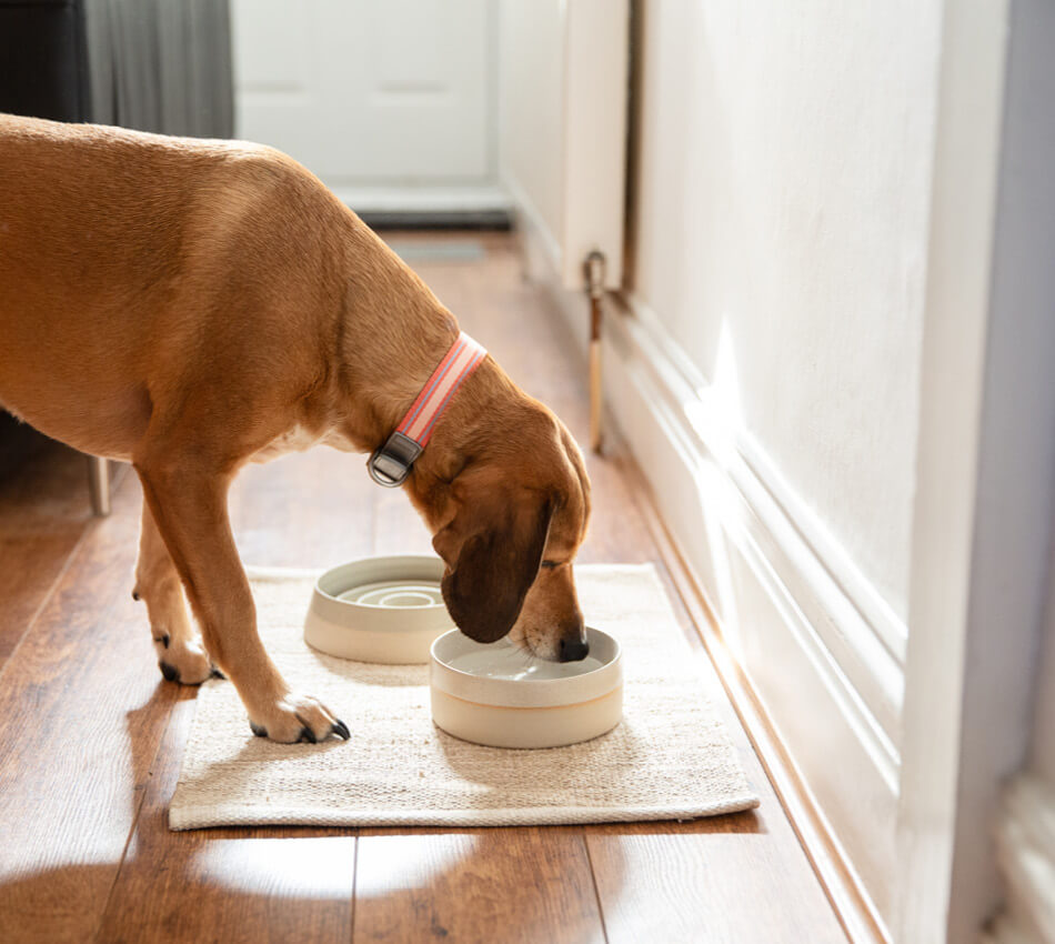 Spring cleaning for dogs - food bowl