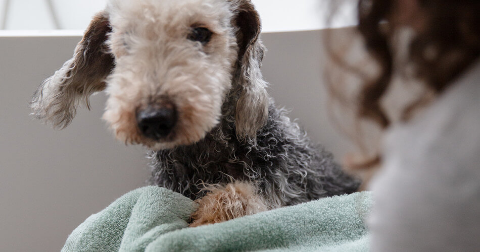 A dog sitting on a towel in a bathtub.