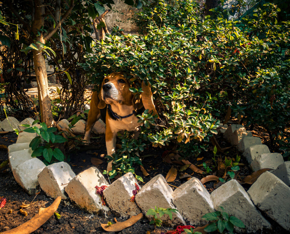 Beagle in a bush