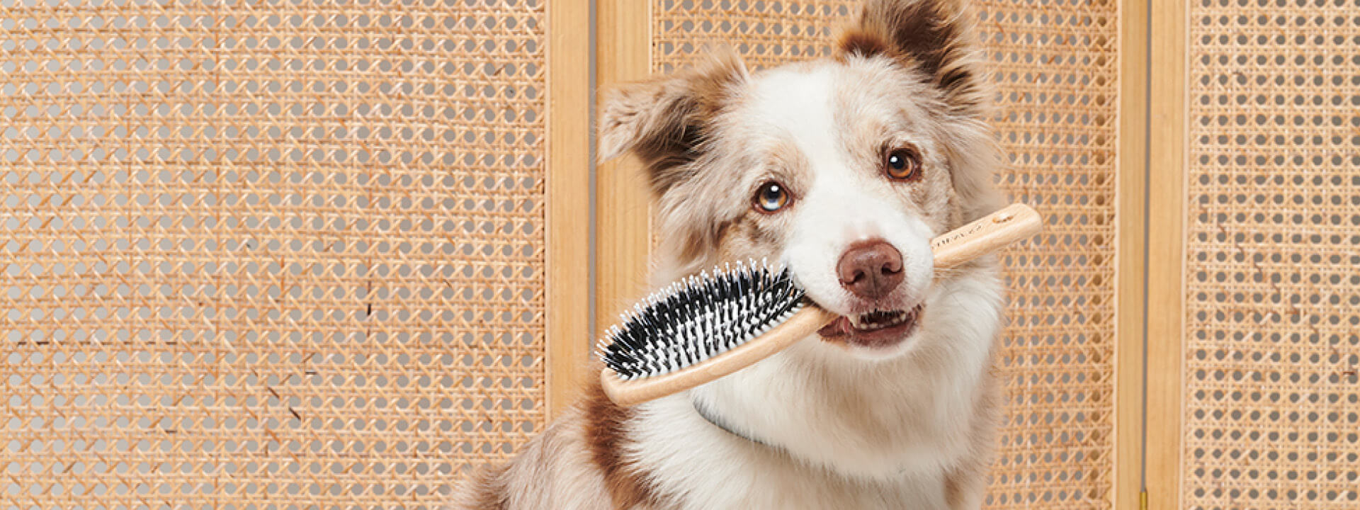 Dog brushes