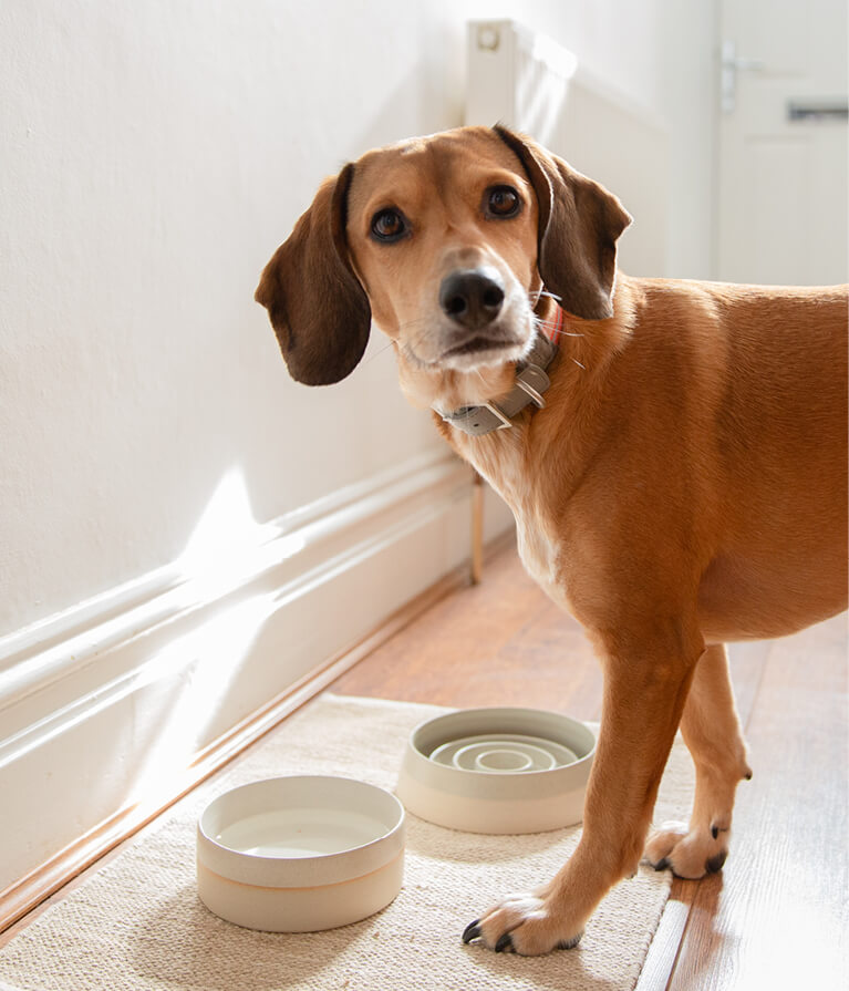 Dog food bowls