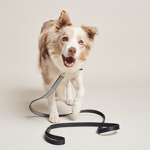 Walk kit collar grey