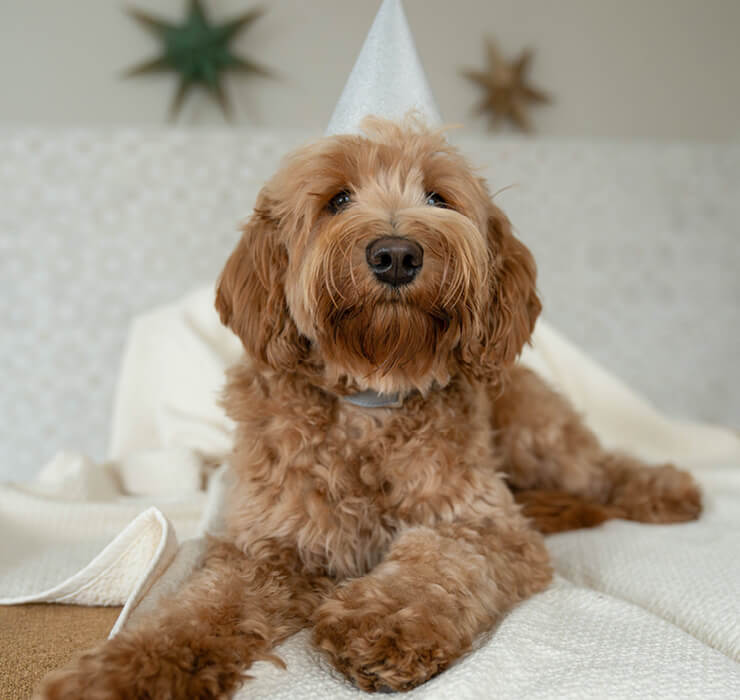 Labradoodle with party hat