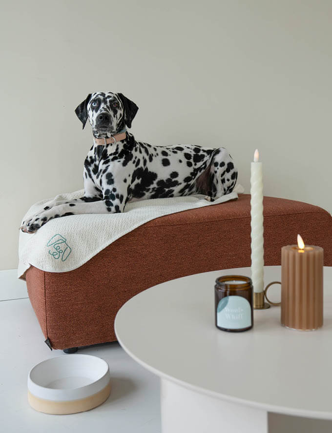 dog laying on sofa with scented candle