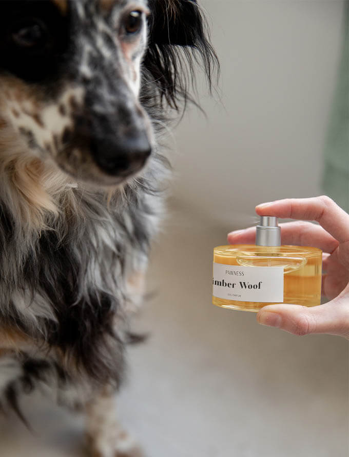 Dog with perfume